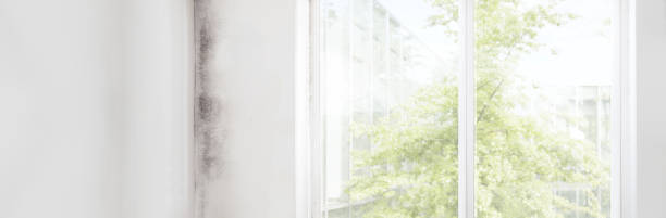 Best HVAC Mold Inspection and Cleaning  in St Charles, MN