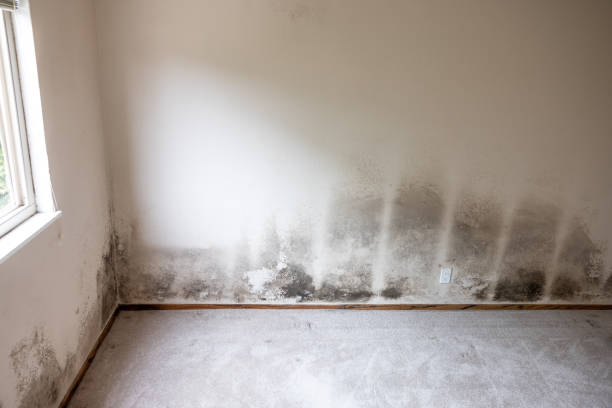Best Basement Mold Removal  in St Charles, MN